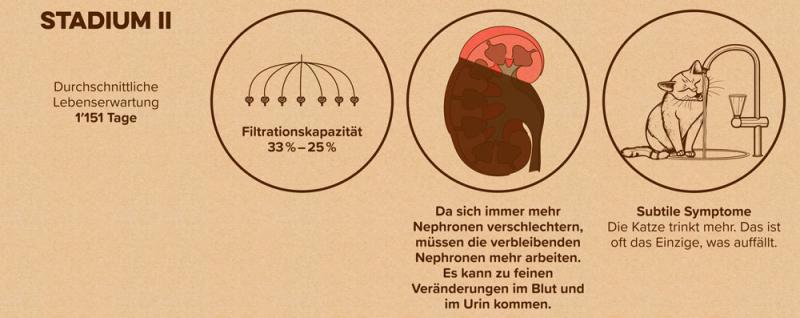 Schema: Stadium 2 einer Nierenerkrankung bei Katzen